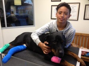 Xena up and about after surgery