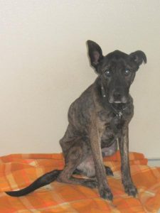 Hunt for owners after emaciated dog found