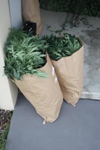 Cannabis castle