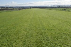New track’s grass roots