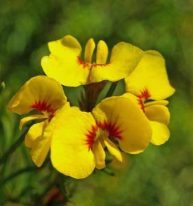 Knowledge blooms on rare plants