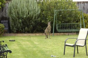 Rogue roo