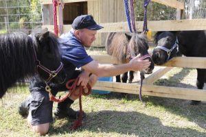 Home pony Hope