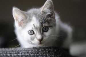 Second Chance Cat Rescue’s birthday celebrations
