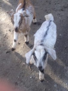 Goats kidnapped