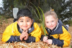 Collective tree planting