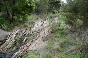 Care goes up the creek