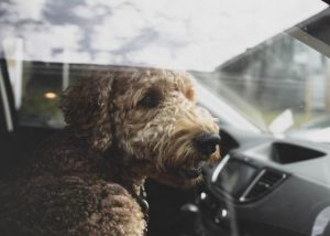 Don’t leave pets in cars, says police