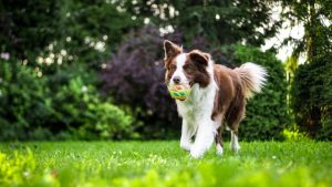 Grants open to help care for companion animals
