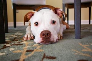 7 tips on how to help your pet with loud noises