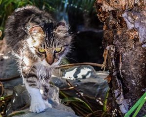 New report finds cat management vital to stop ecosystem decline