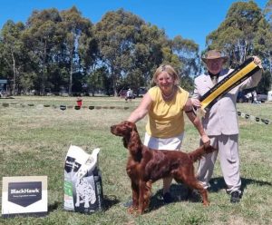 Dogs on show