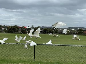 Feathery friends in town