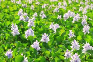 Help protect our waterways from harmful water hyacinth and salvinia