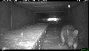 Bandicoot caught on camera