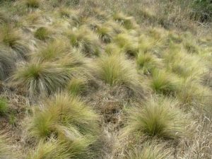 Watch for tussock seedlings over coming months