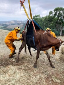 Dramatic cow rescue