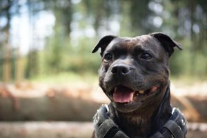Protecting our pets from dodgy breeders