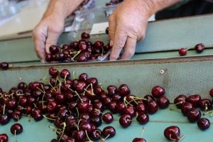 New training to boost horticulture workforce