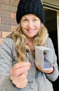 Volunteers needed for koala study