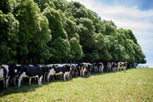 Profitable year ahead for Australian dairy, but challenges building
