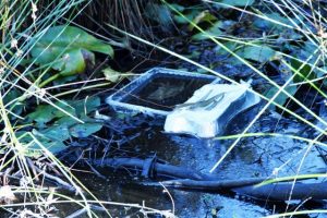 Lily pond lament