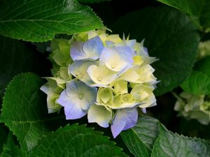 Three… flowers meanings