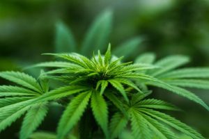 Cannabis seized in Longwarry