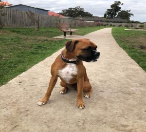 ‘Beautiful’ dog missing