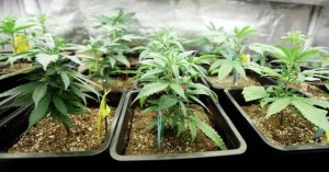 Police brief: Cannabis crop located in Tooradin