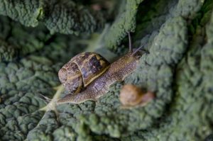 Pick your pest: stopping sneaky snails