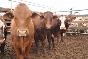 Record value of livestock slaughtered