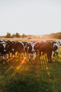Groundbreaking trial aims to decrease methane emissions from beef