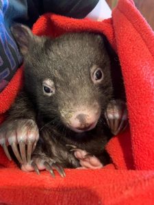 Damaging wildlife deaths on Yarra Ranges roads this winter