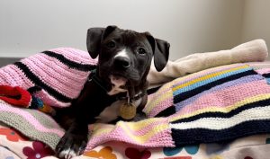 Blankets, papers needed at Lost Dogs’ Home