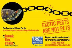 Exotic pests aren’t pets