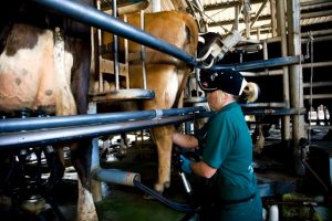 Leptospirosis – more than a case of the flu