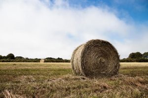Growers advised not to ignore hay