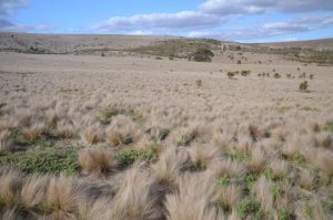 Control serrated tussock before seeding