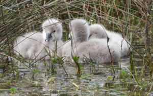 Gardens welcome new arrivals
