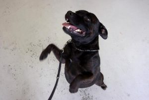 Dogs need a home