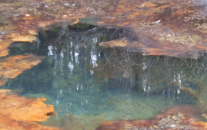 Favourable conditions for blue-green algae