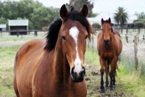 Course to support excellent responsible horse ownership