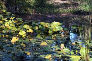 Year in Review – Lily pond lament
