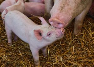Hands-on help for pig owners