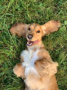 ‘Hot spots’ cases rising in dogs