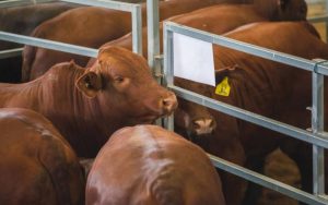 Livestock language spelled out in new common language document for beef