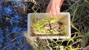 Frogs saved and rehomed