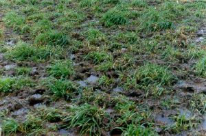 Pastures may need extra care after the wet spring