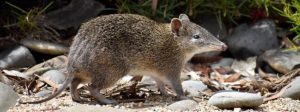 Saving threatened species
